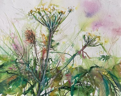 Cow parsley , Wildflowers collection